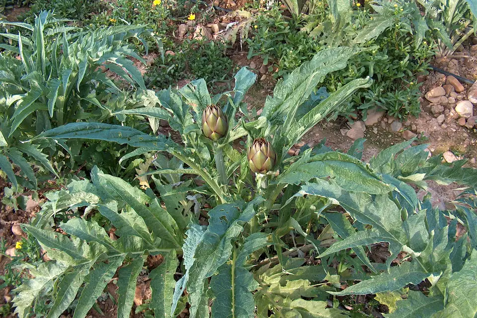 Artichoke plants growing in a field
