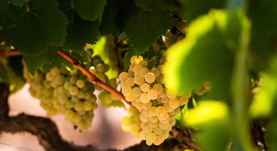 White grapes ripening on the vine in a Corpinnat winery vineyard
