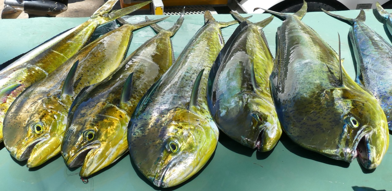 Freshly caught dolphinfish (llampuga) lined up on a boat deck
