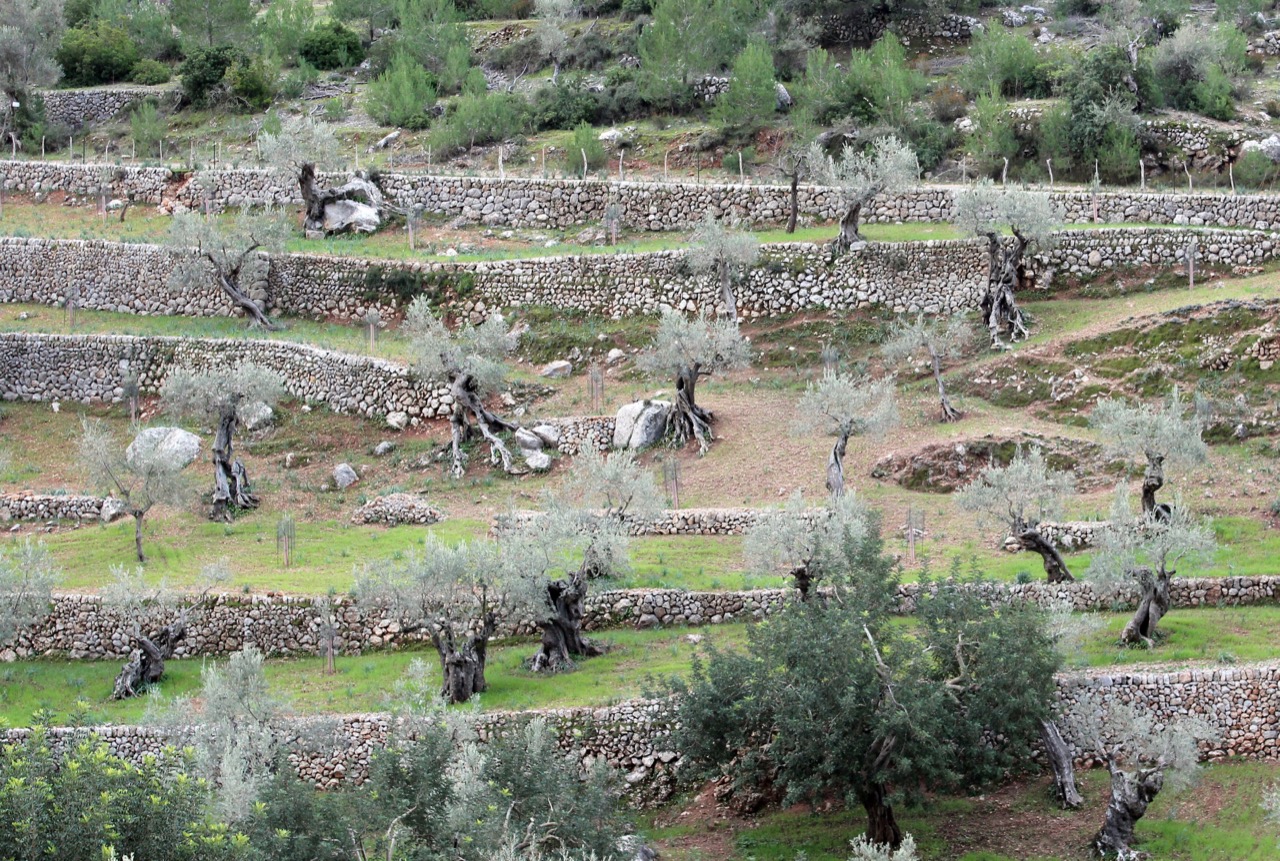 Terraced olive groves with centuries-old trees near Valldemossa in the Serra de Tramuntana, Mallorca