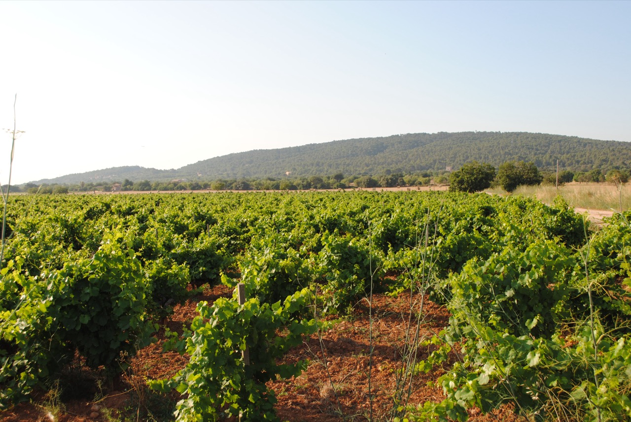 Vineyard rows in Santa Maria del Cami, in Mallorca's Raiguer wine country near Consell