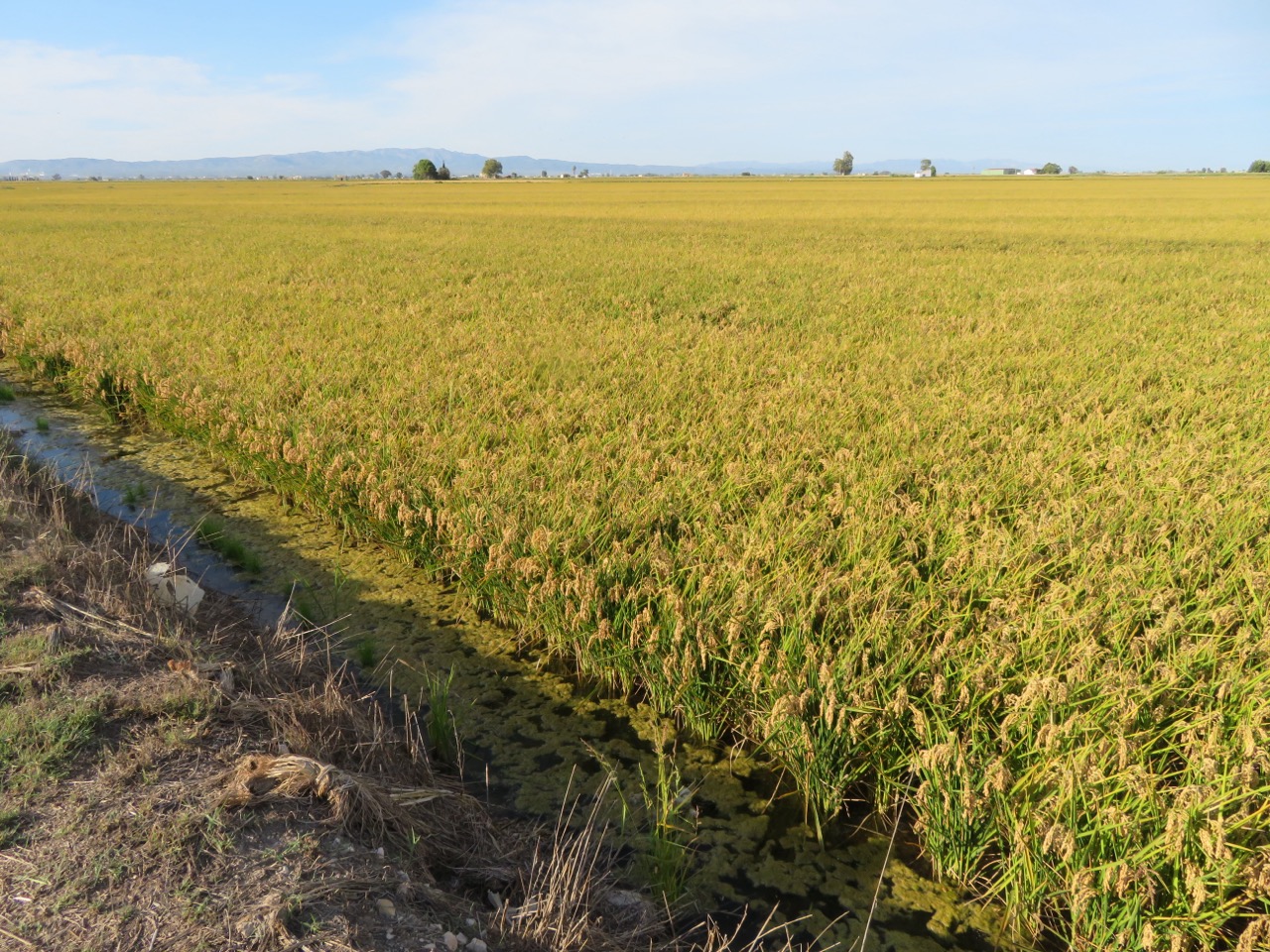 A ripe golden rice field in a wetland growing area with an irrigation channel
