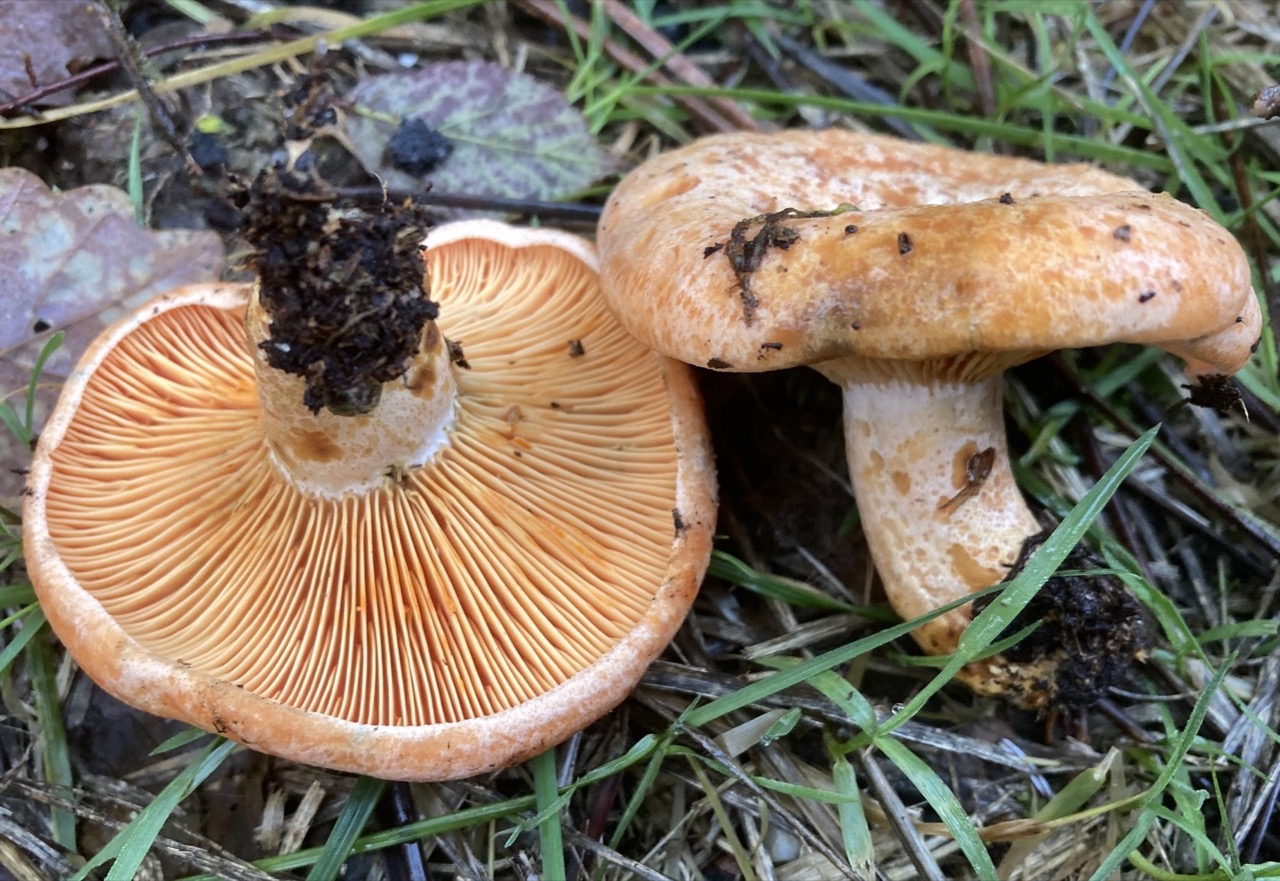 Two freshly foraged saffron milk cap mushrooms on the forest floor, one showing its orange gills