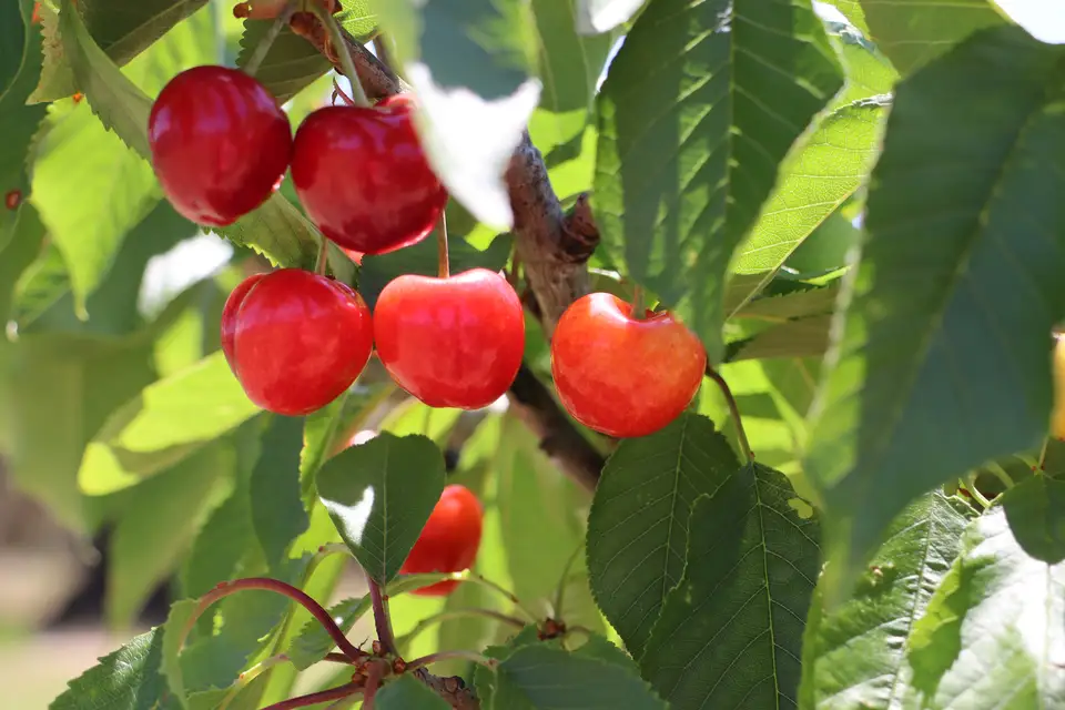 Ripe red cherries on the branch