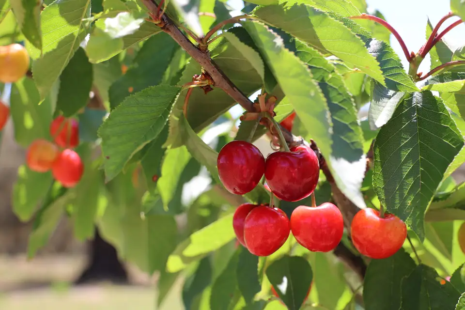 Ripe red cherries on the branch