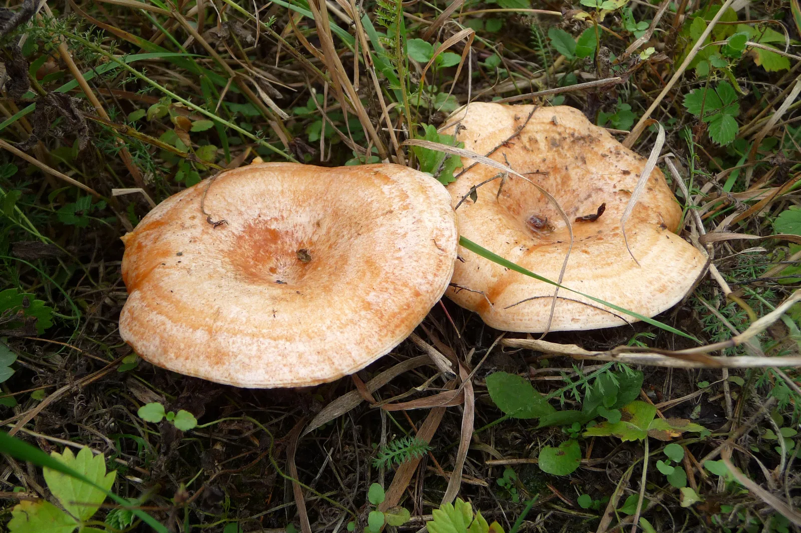 Rovelló mushrooms growing in the grass