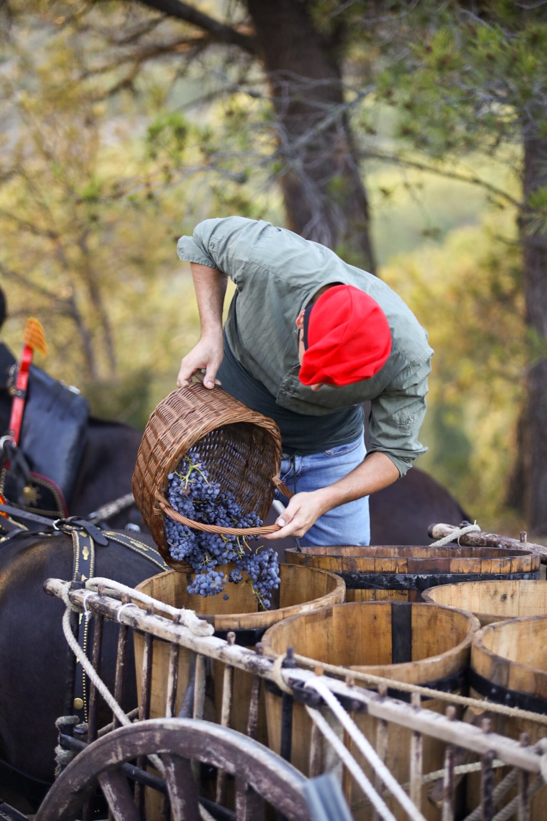 Man pours harvested grapes from a wicker basket into a barrel on a mule cart
