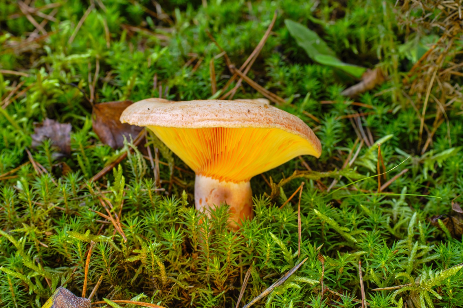 Saffron milkcap wild mushroom growing among forest moss