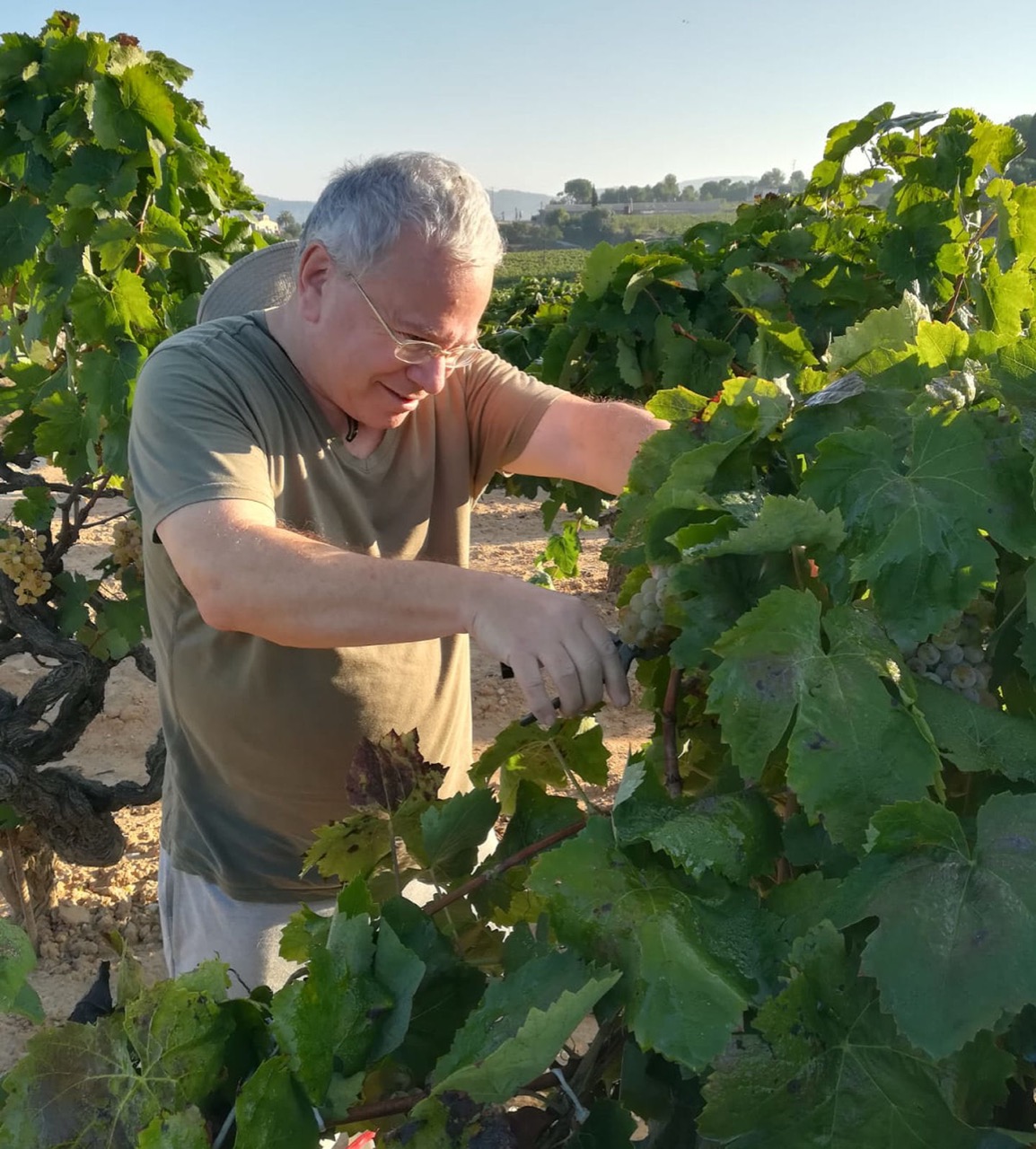 A vineyard worker hand-harvesting white grapes among the vines