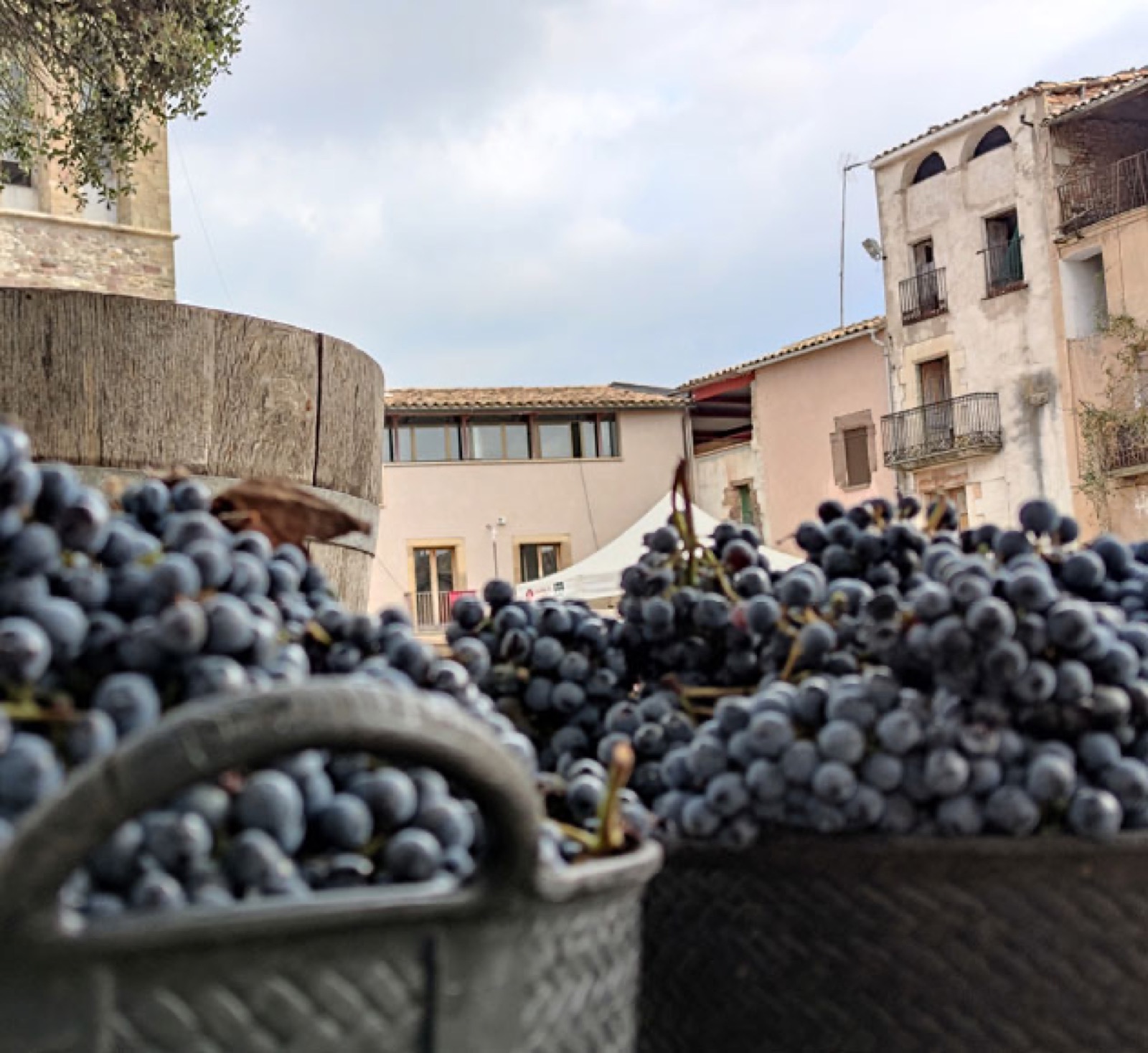 Baskets of freshly harvested dark grapes in Artes town square during the Verema festival