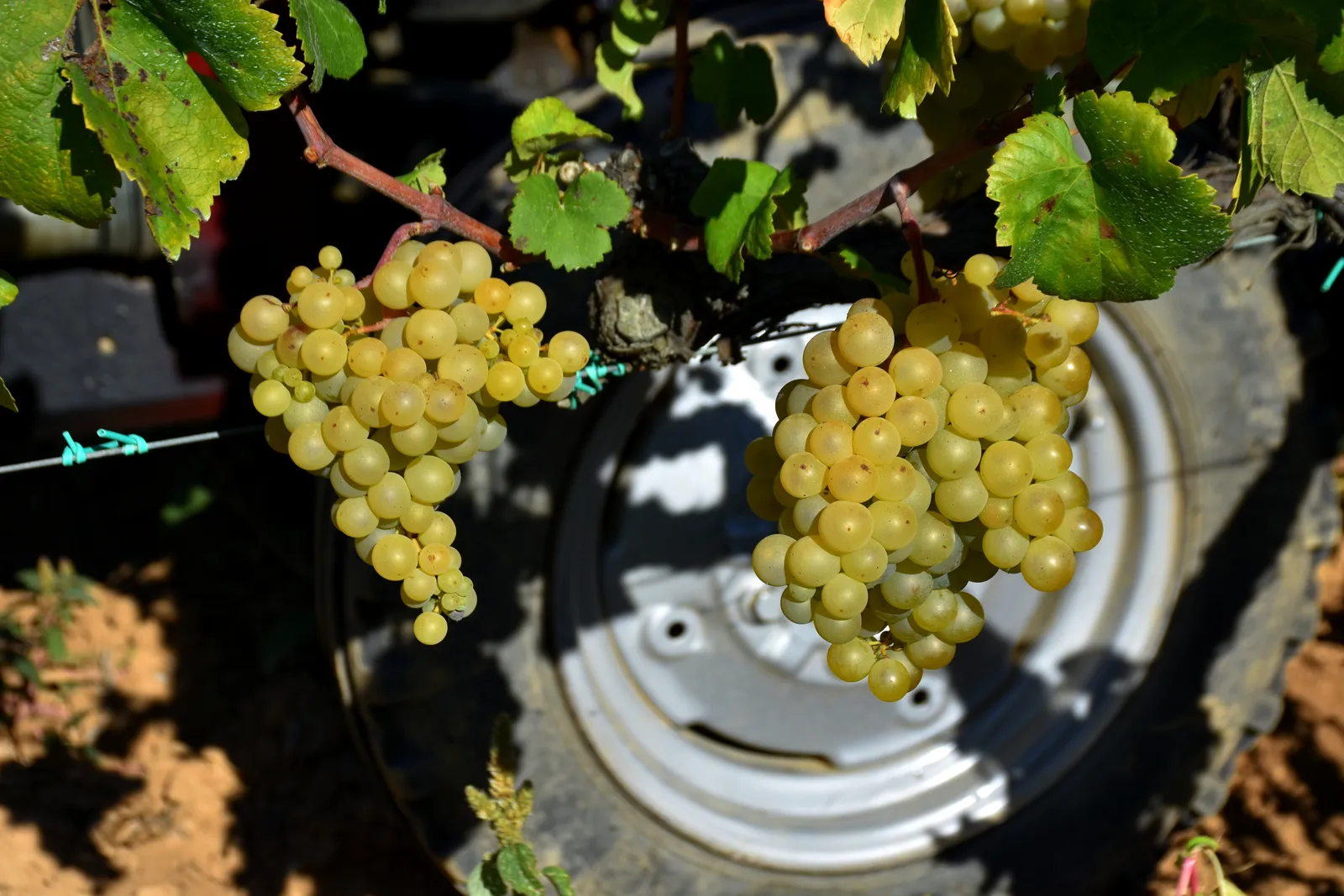 Bunches of white grapes on the vine