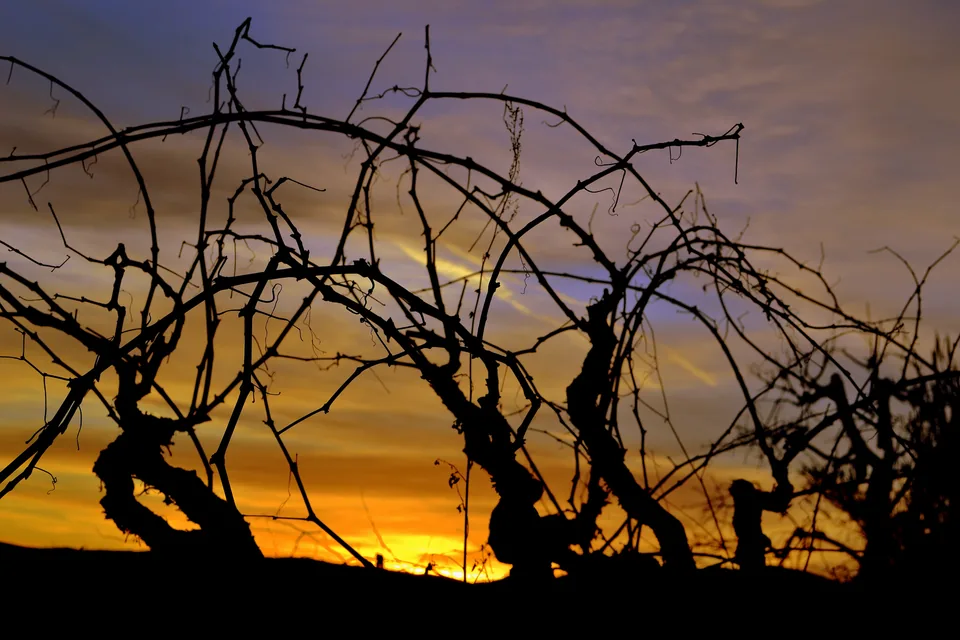 Xarel·lo vines in the Penedès at sunset.