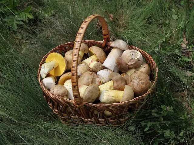 A wicker basket full of freshly picked wild ceps on the grass (illustrative, not taken at the fair)