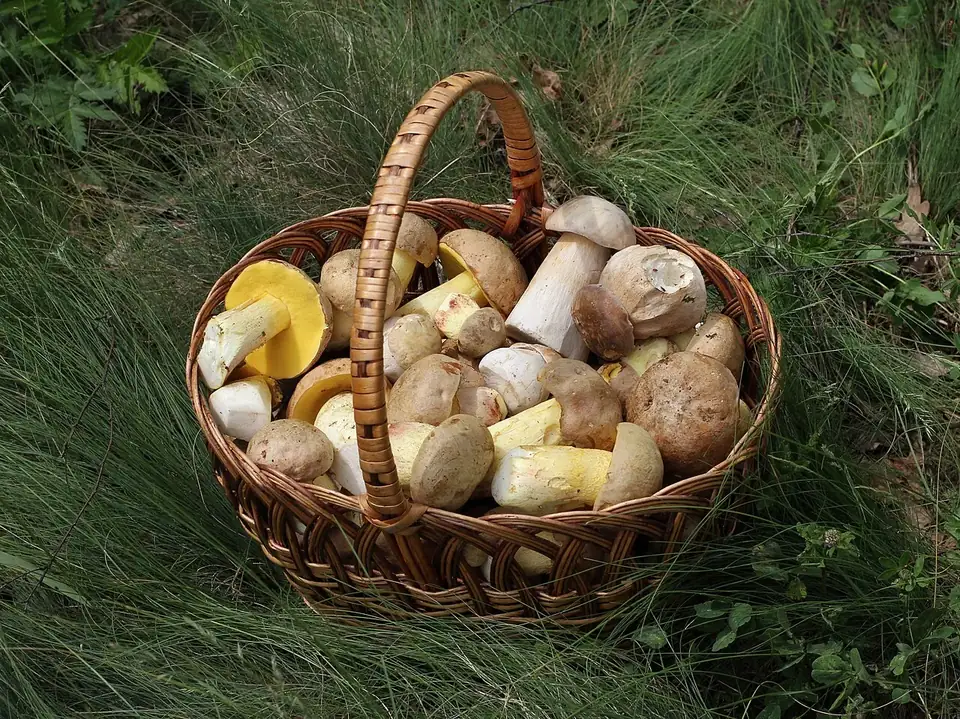 A wicker basket full of freshly picked wild ceps on the grass (illustrative, not taken at the fair)