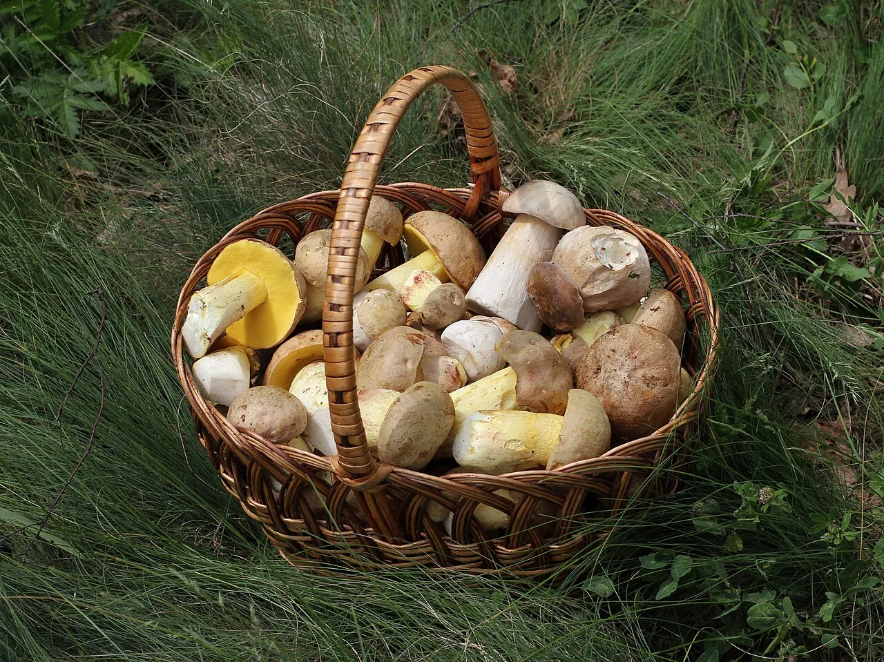 A wicker basket full of freshly picked wild ceps on the grass (illustrative, not taken at the fair)