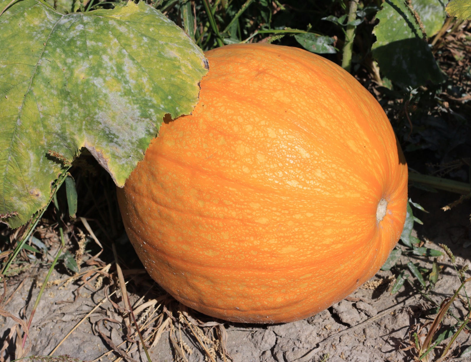 A ripe pumpkin growing in a field