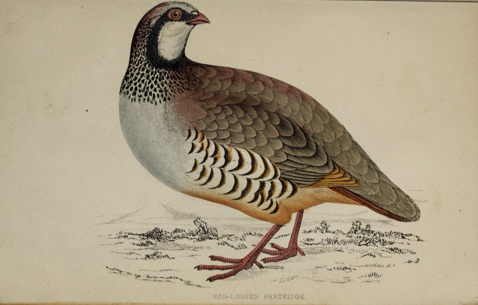 A hand-coloured illustration of a red-legged partridge