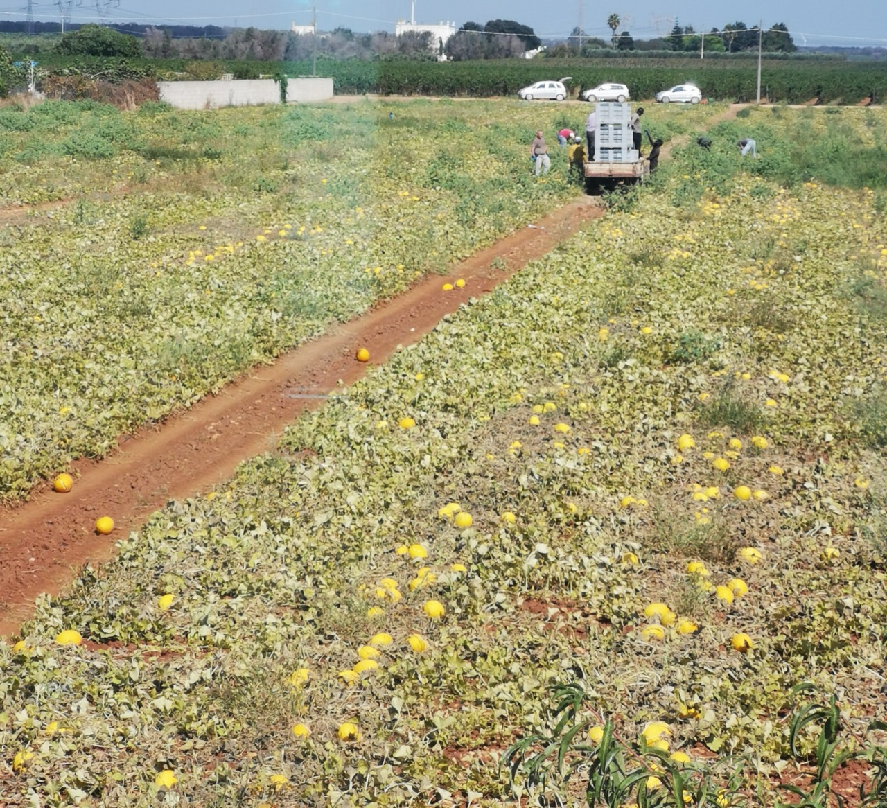 A melon field at harvest time with ripe yellow melons scattered among the vines