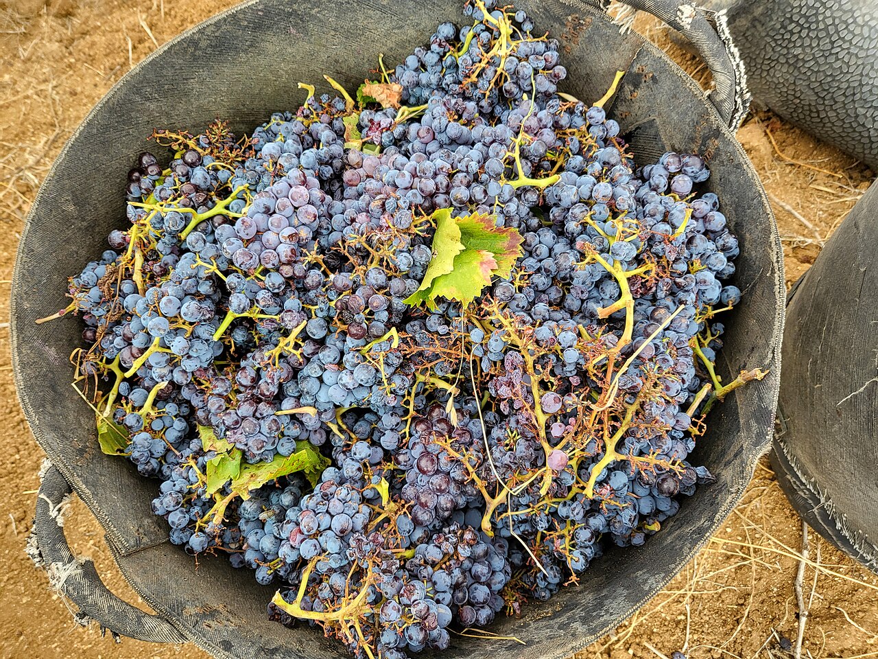 Freshly harvested dark wine grapes in a tub at the vineyard