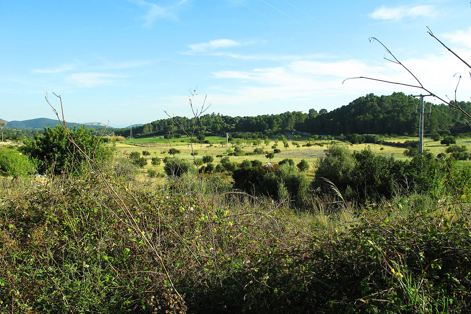 Farmland and wooded hills at Pla des Lli, near Es Capdellà in Calvià