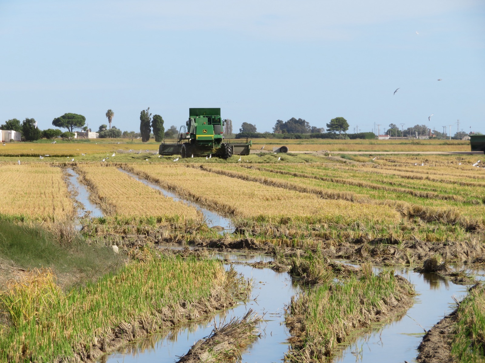 Green combine harvester cutting rice in a flooded paddy in the Delta de l'Ebre