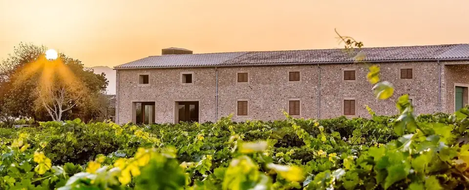The SON PRIM winery's stone building behind rows of vines at sunset