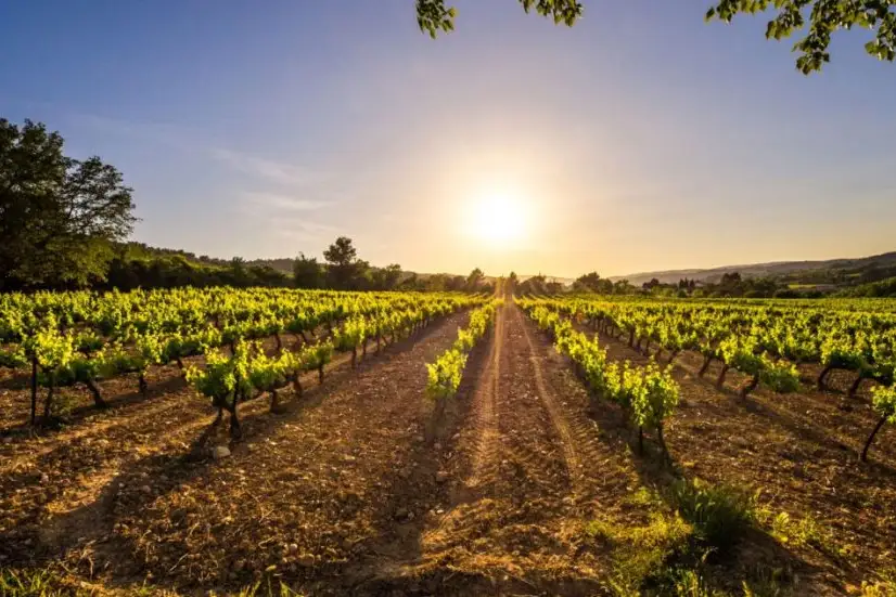 A Penedès vineyard at sunset
