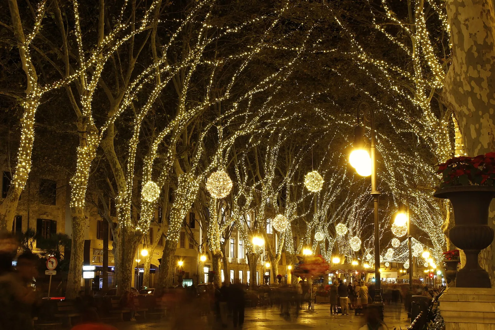 Christmas lights strung through the trees of a boulevard in Palma, December 2016
