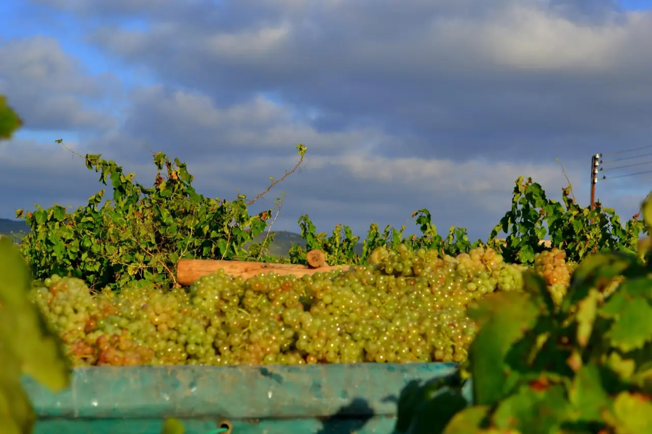 Penedès Harvest Fest dinner among the vineyards