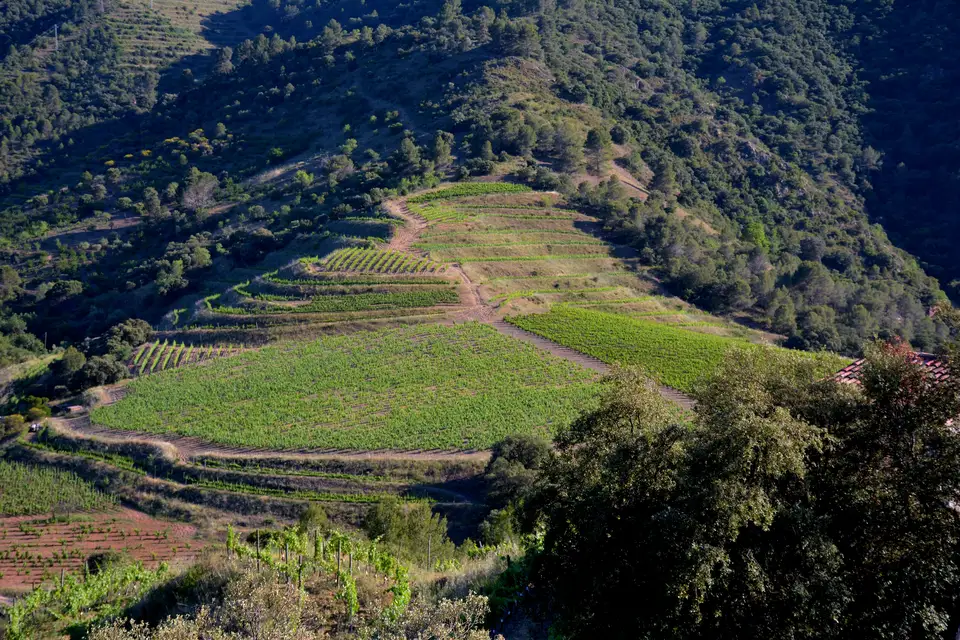 Terraced vineyards in the hills around Poboleda, Priorat
