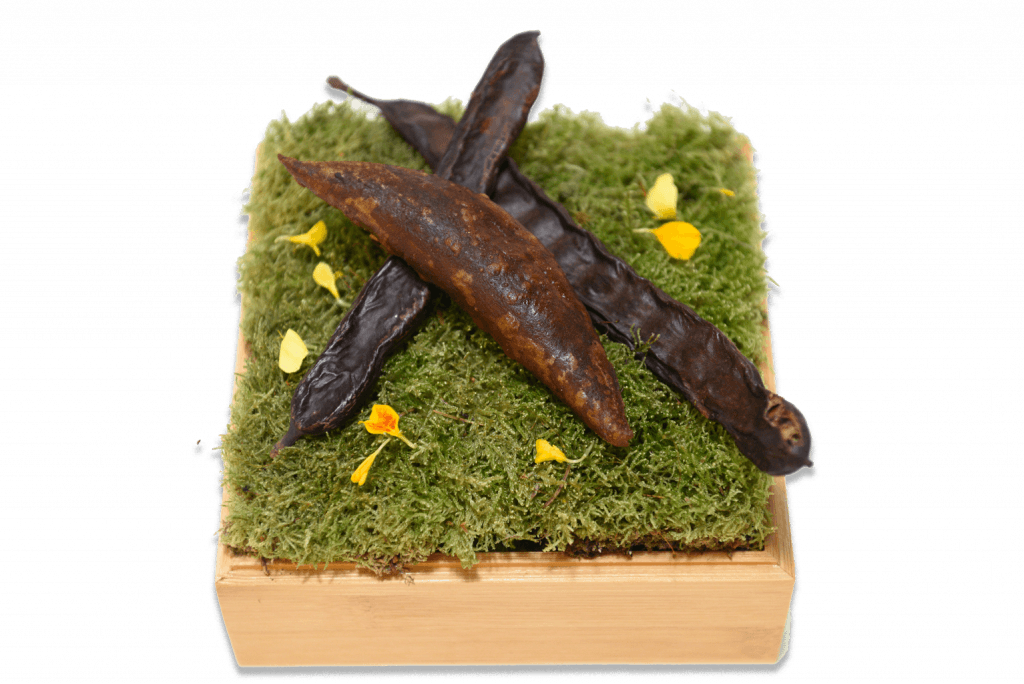 A composition of dark, glossy caramelised carob pods and small yellow edible flowers arranged on a bed of green moss inside a small open wooden box, plated as a competition tapa dish.