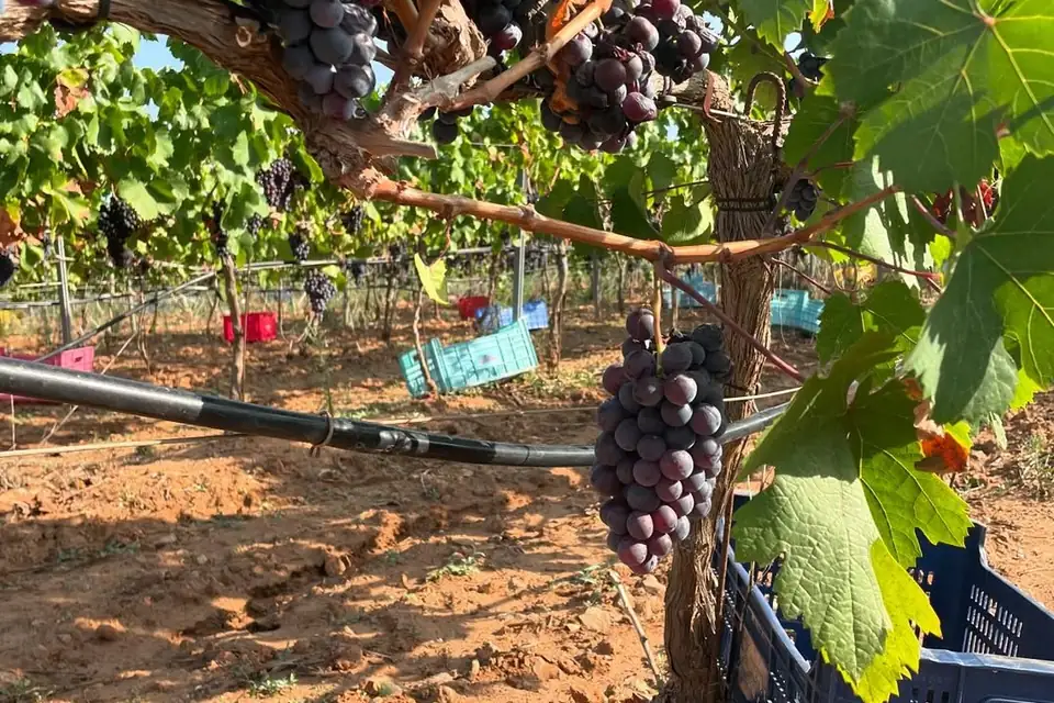 Black grape bunches on the vine at Butxet, one of the wineries pouring at Tast de Vi & Art