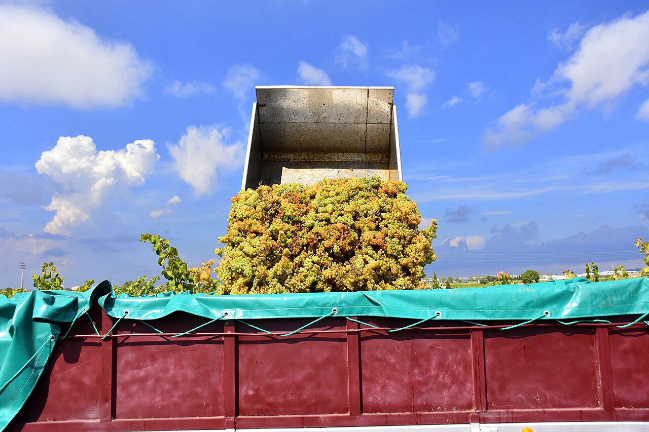 Festa de la Verema d'Alella grape stomping