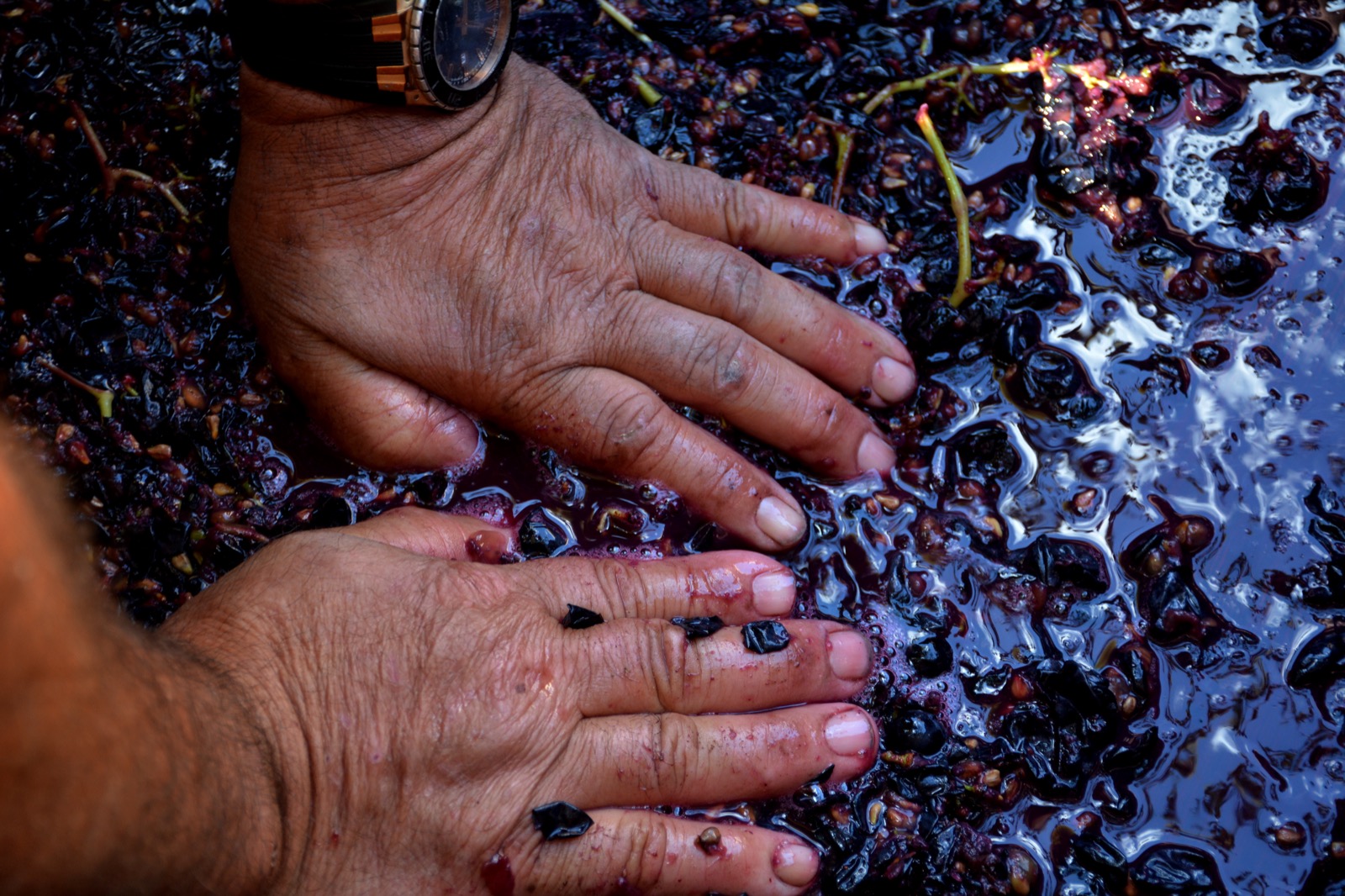 Festa de la Verema de Sitges grape stomping