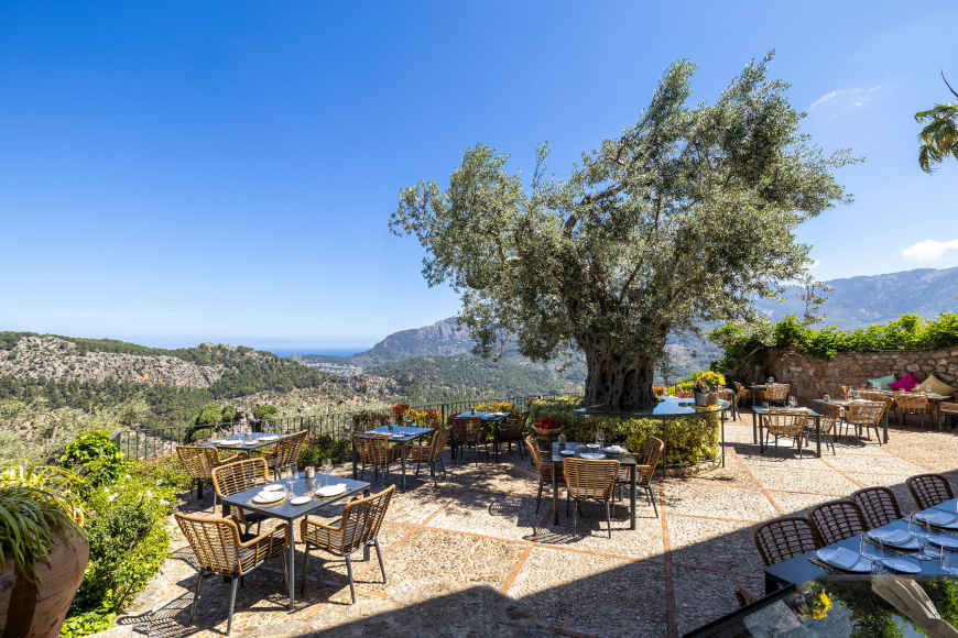 Restaurant terrace set for dining beneath a centuries-old olive tree, overlooking the valley toward the sea