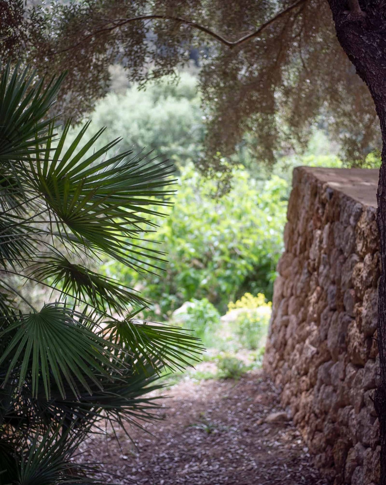 Stone wall and palm fronds along a garden path on the grounds