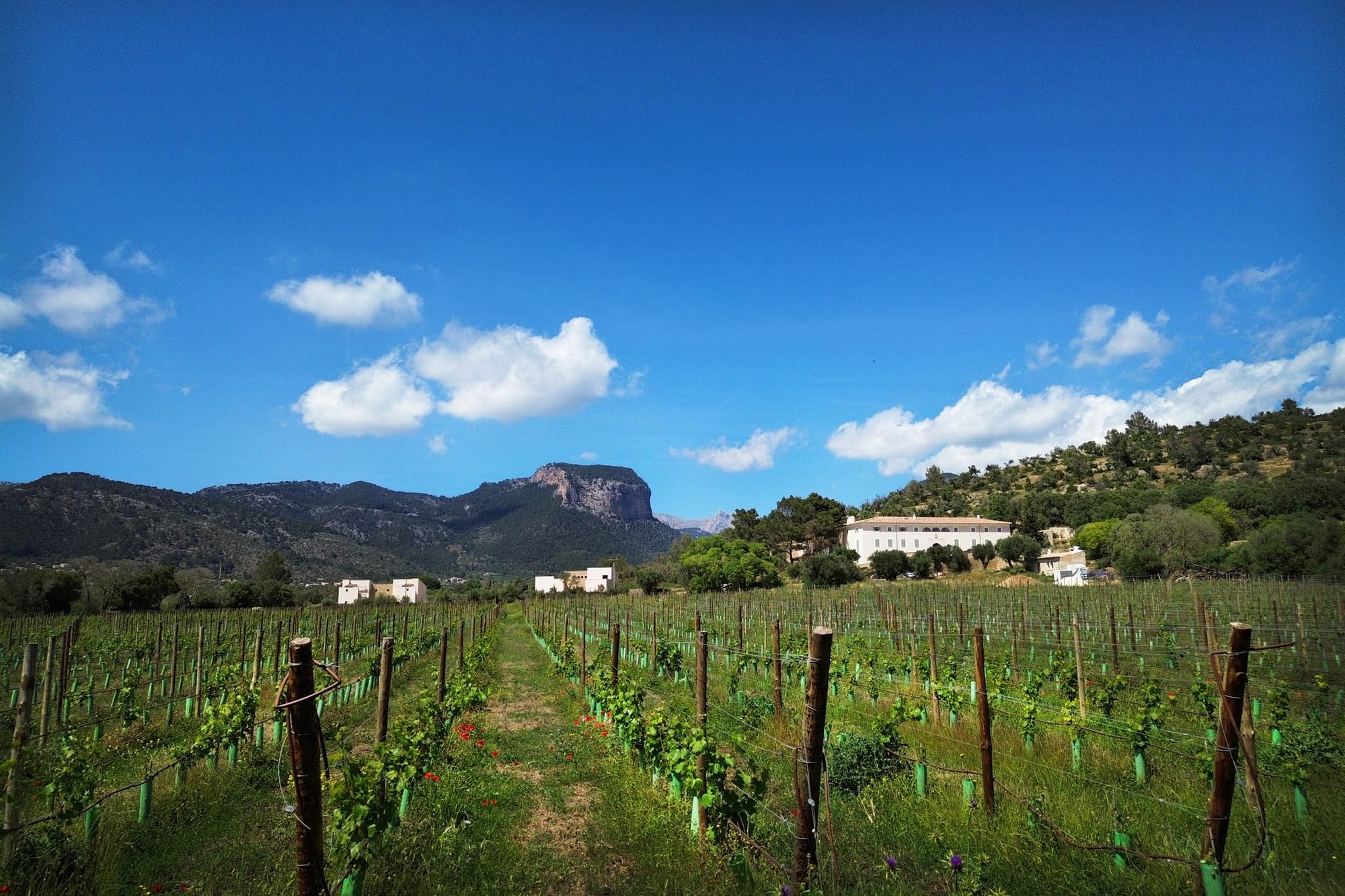 Rows of vines leading to Finca Banyols' white estate buildings with the Tramuntana mountains rising behind under a blue sky