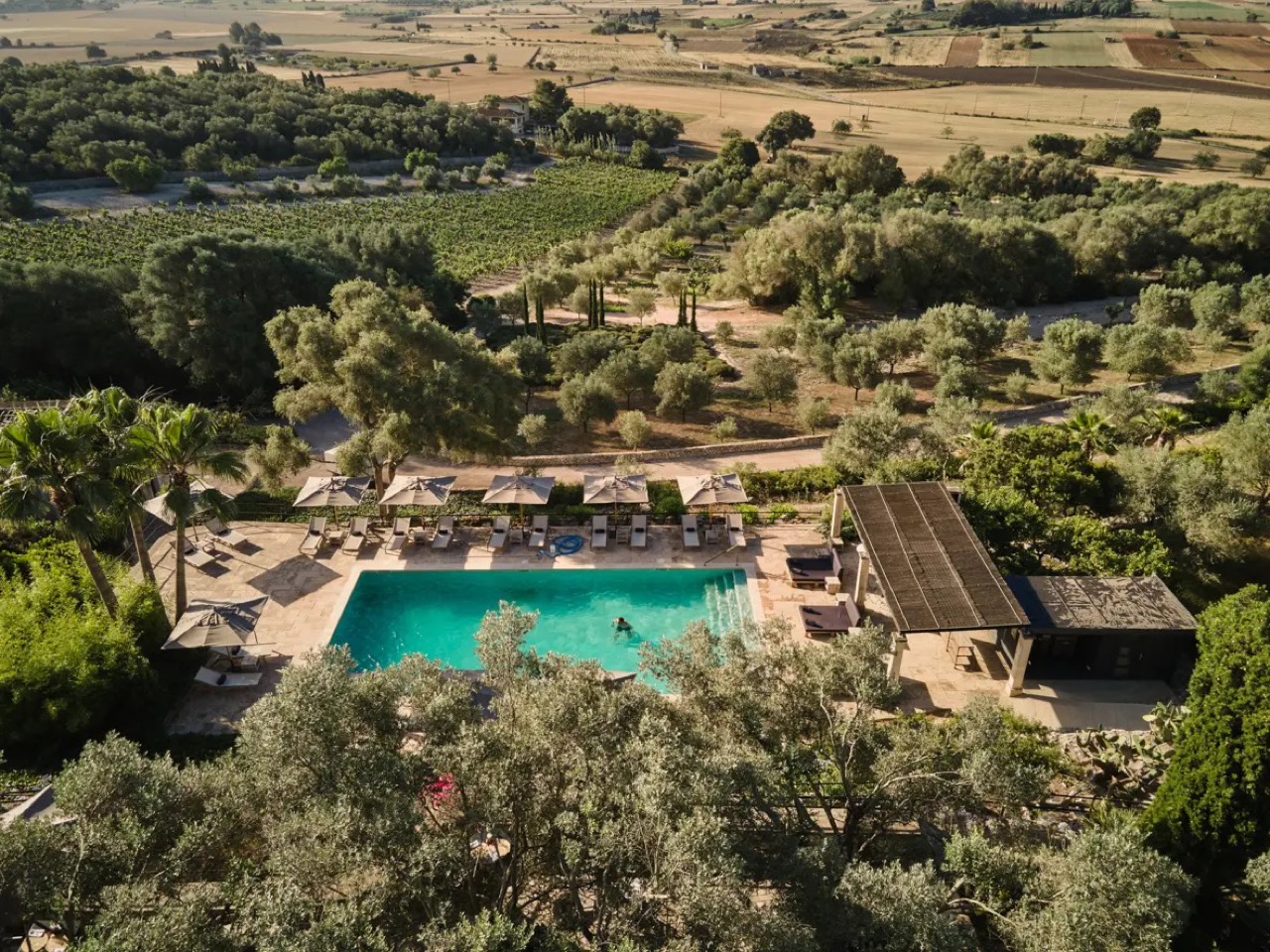 Aerial view of Finca Serena's outdoor pool with sun loungers, surrounded by olive groves and vineyards