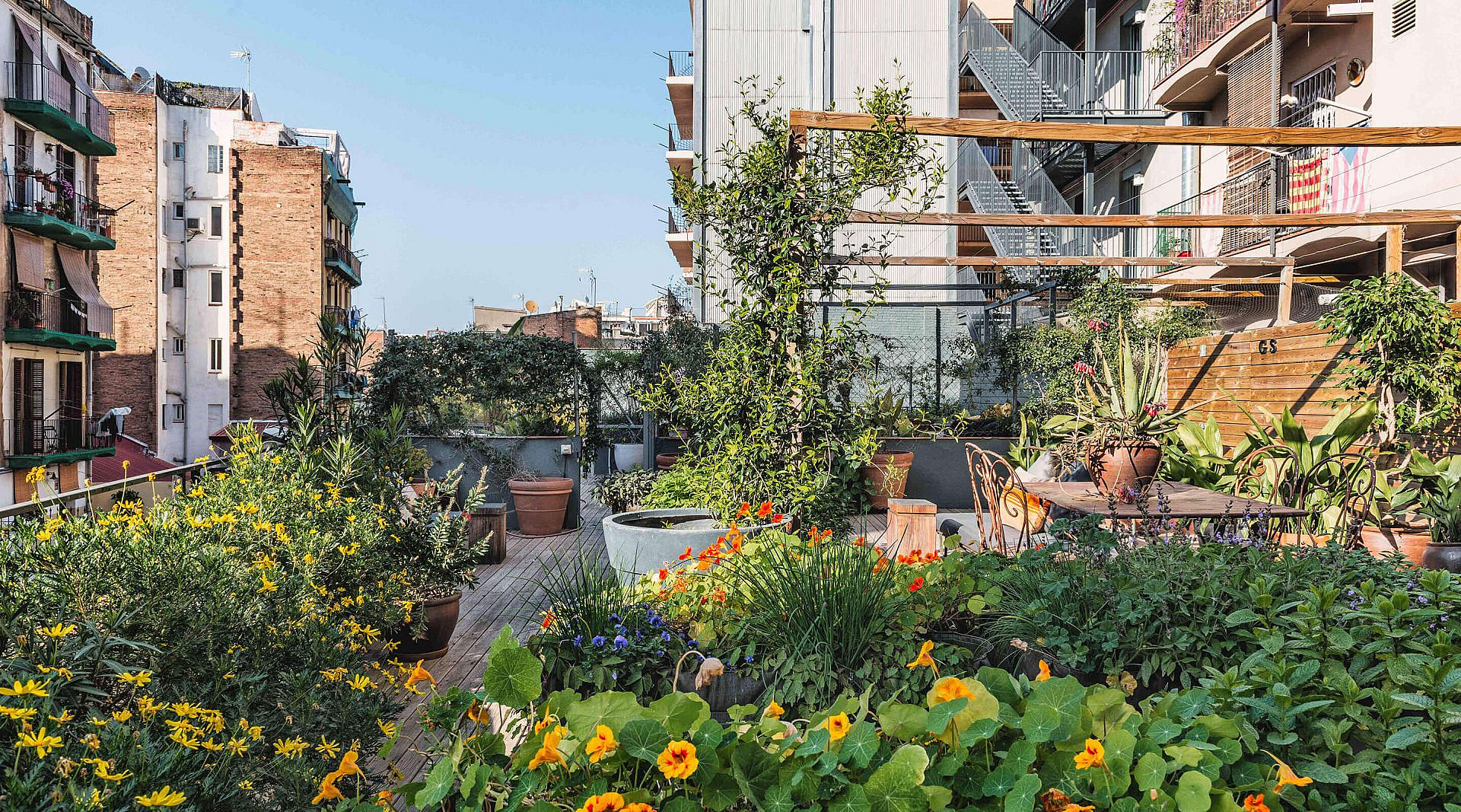 Rooftop urban garden planted with nasturtiums and potted shrubs under a wooden pergola, ringed by neighbouring balconies