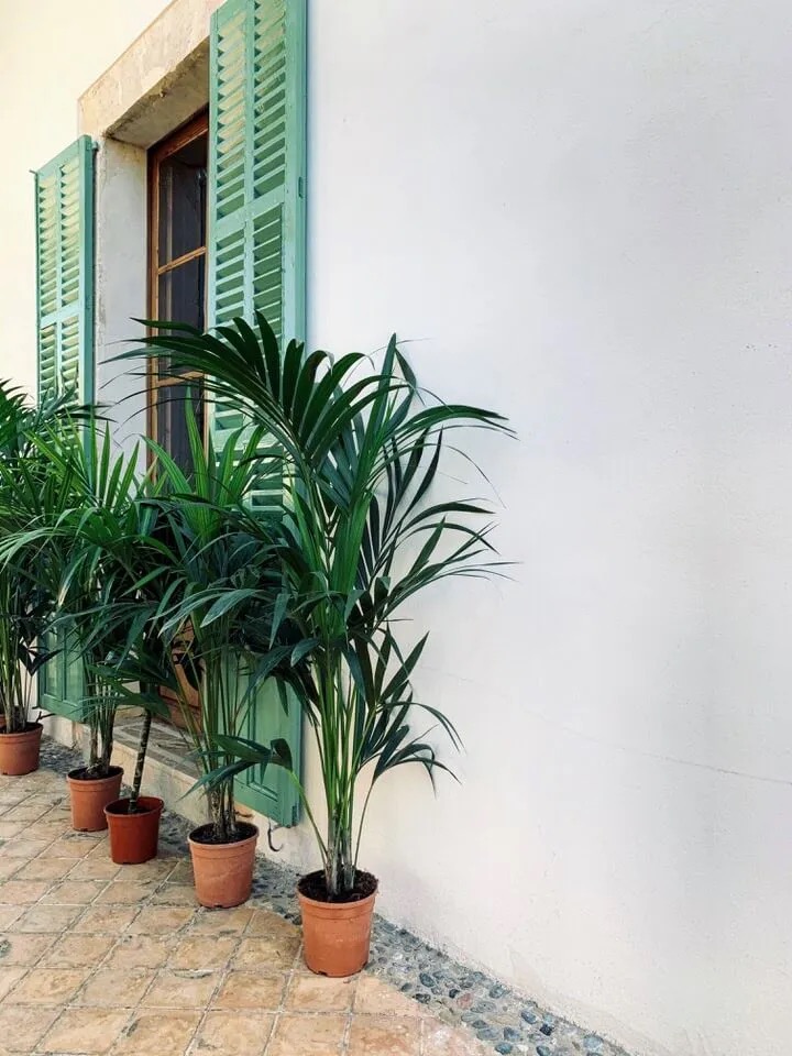 White facade with green shutters and potted palms along the entrance walkway.