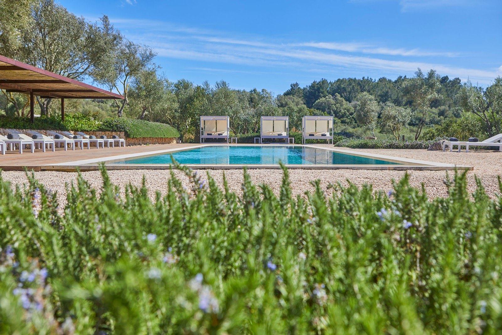 Outdoor pool with sun loungers and cabanas beyond a bed of rosemary