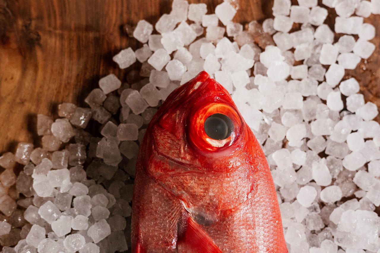 A whole red alfonsino fish on a bed of crushed ice on a dark wooden board