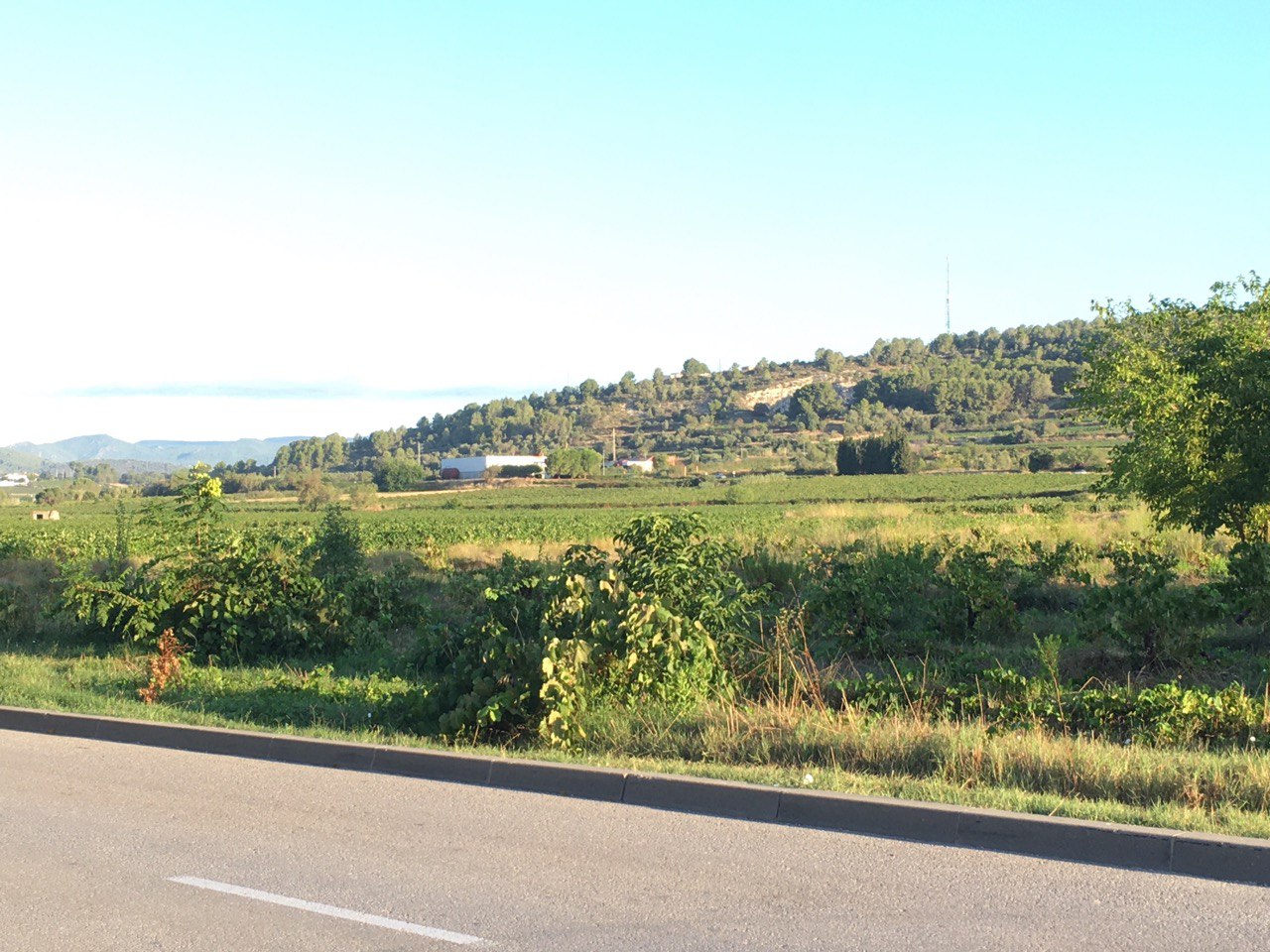 A view over vineyard rows near Vilafranca del Penedès, with pine-covered hills, a radio tower and a paved road in the foreground under a clear sky.