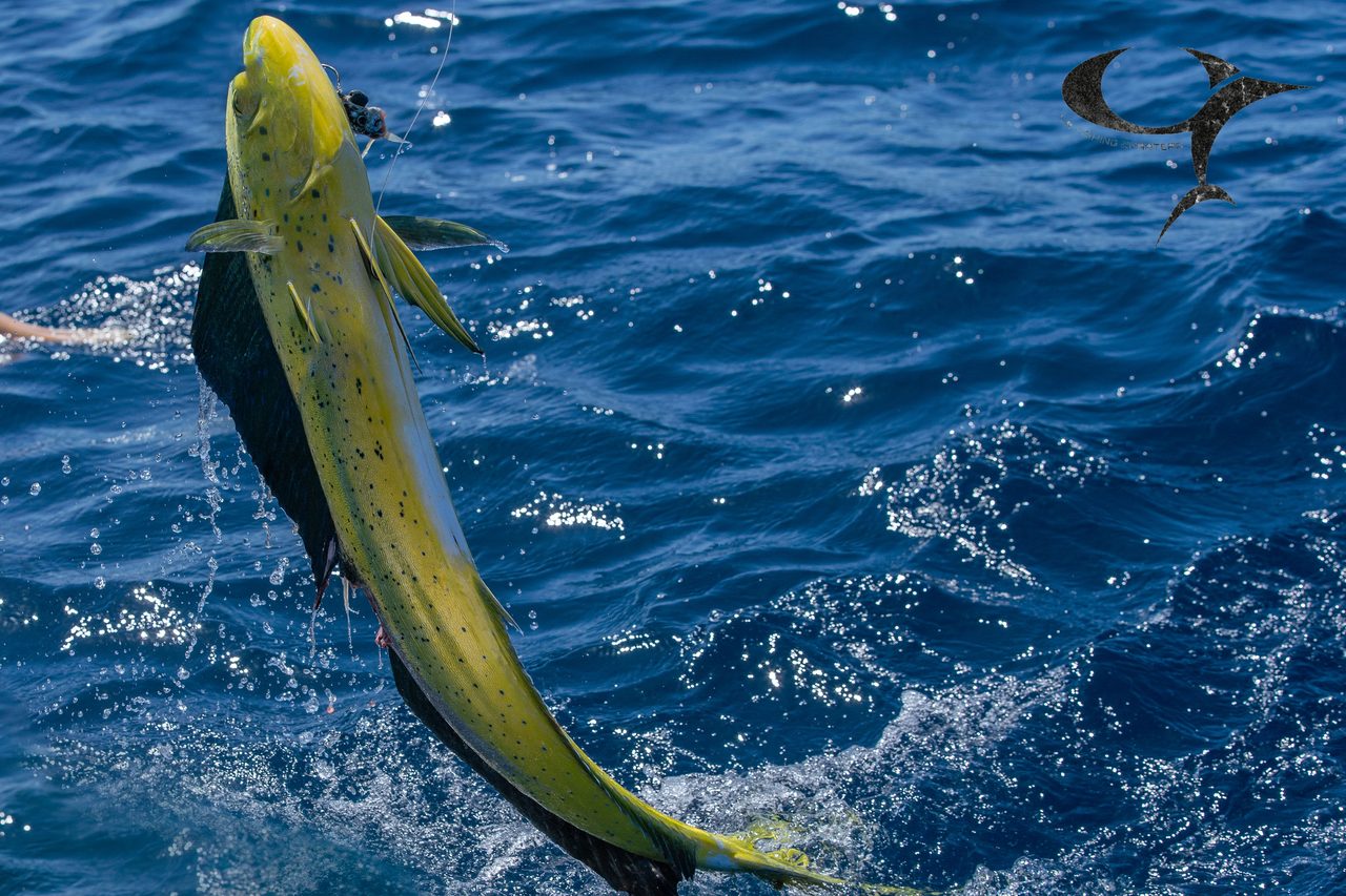 A dolphinfish, the fish Mallorca calls llampuga, hooked at the surface of the sea