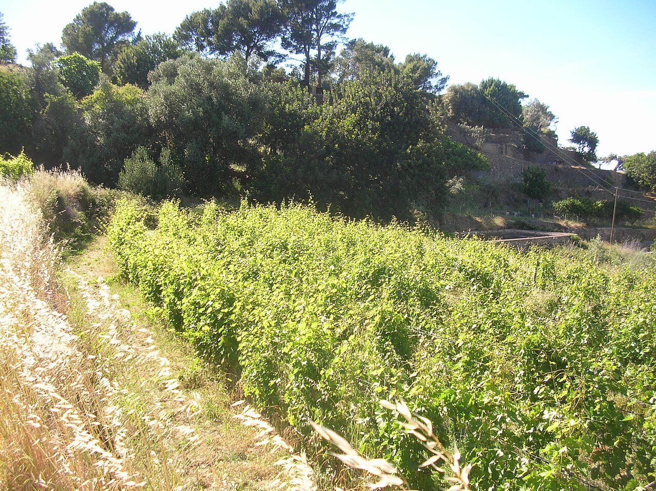 Rows of vines on a hillside vineyard in Estellencs, Mallorca