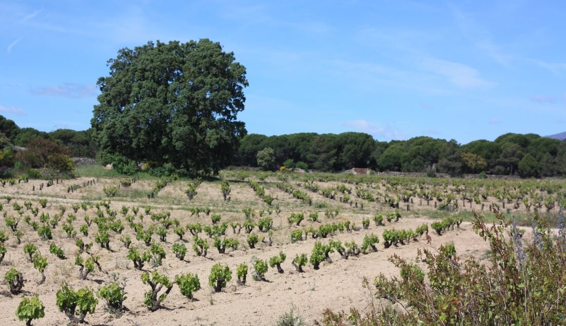 Rows of low bush vines in sandy soil under a large oak tree at a vineyard in San Martín de Valdeiglesias