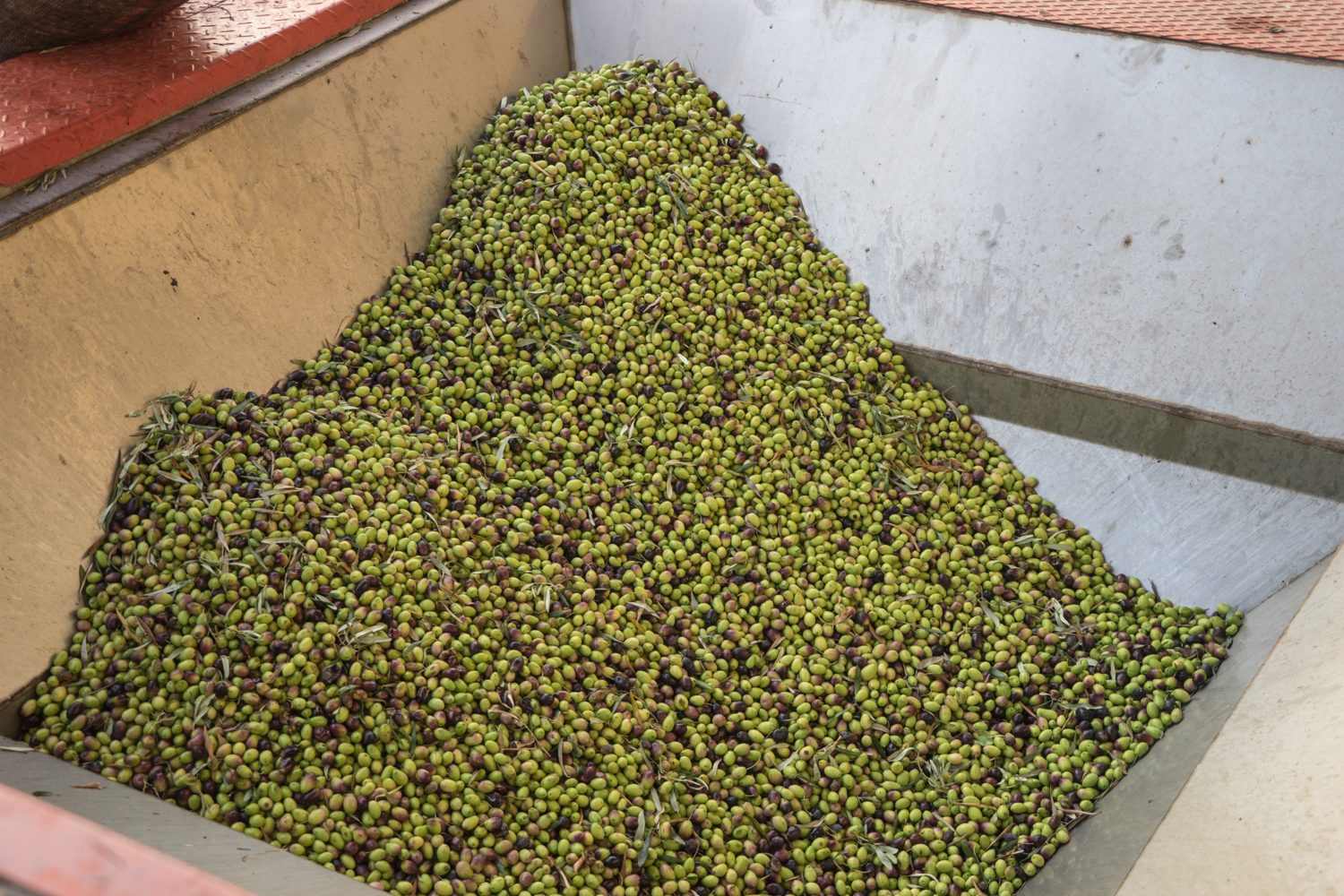 Freshly harvested olives ready to be pressed for oil