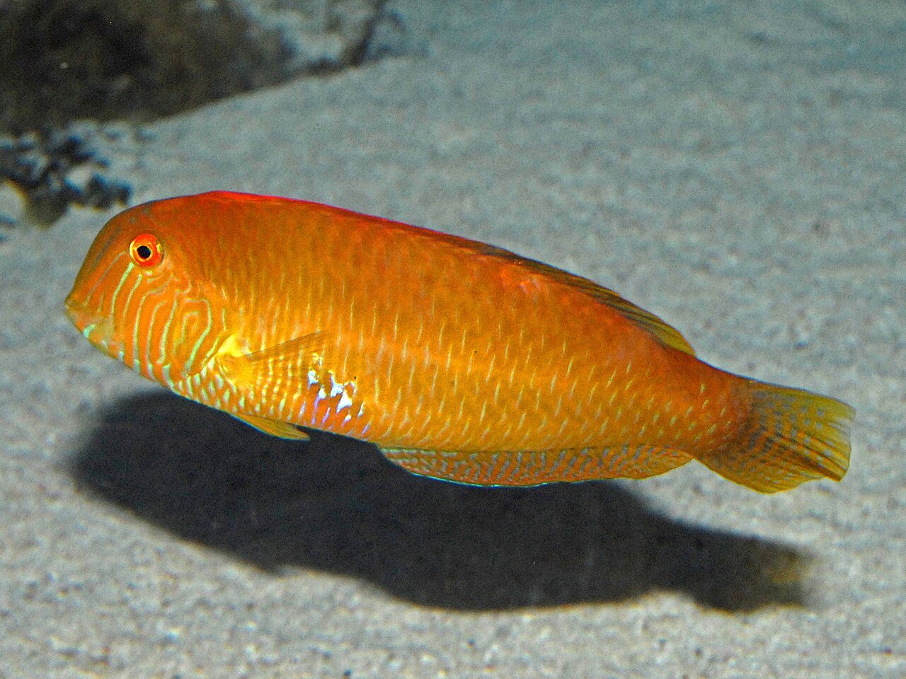 A pearly razorfish (Xyrichtys novacula), known in Mallorca as raor