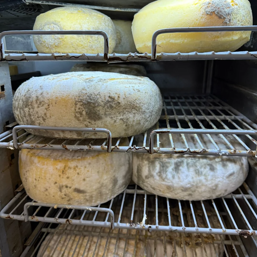 Artisan cheese wheels aging on wire racks at Bar Salvatge